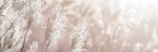 Panoramic photo of pampas grass in sunlight, soft colors and a dreamy atmosphere.