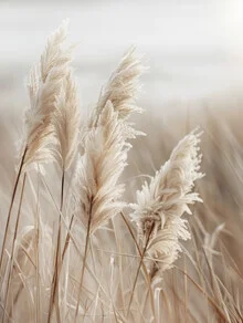 Photo art by Melanie Viola: Pampas grass by the beach with gentle waves in the background