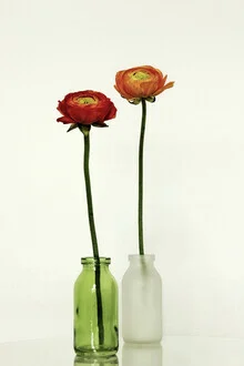 Photo art by Manuela Deigert: Ranunculus in a vase, soft colors and natural beauty
