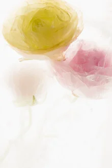 Photo art by Marc Heiligenstein: Ranunculus in clear ice