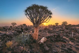 Photo art by Jean Claude Castor: Quiver trees in soft light at sunset in Namibia.