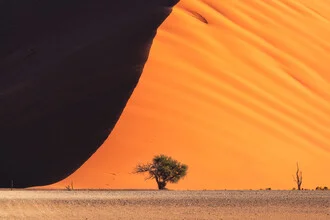 Close-up of a dune in Namibia with warm sand tones and a tree in the foreground