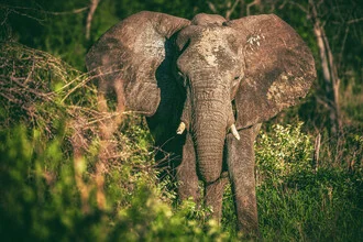Close-up of an elephant in Namibia with gentle colors and a calm expression.