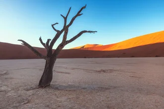 Desert landscape in Namibia: silhouettes of trees at sunrise