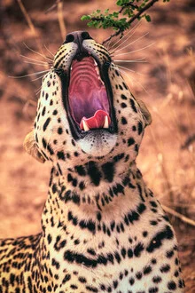 Yawning leopard in the Namibian wilderness, relaxed and majestic.