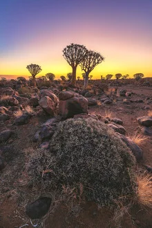 Photo art by Jean Claude Castor: Quiver trees in warm golden hour light