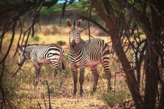 Photo art by Jean Claude Castor: Zebras in the green landscape of Namibia