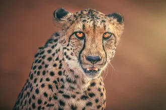 Close-up of a cheetah in Namibia, calmly gazing into the distance, photo art.
