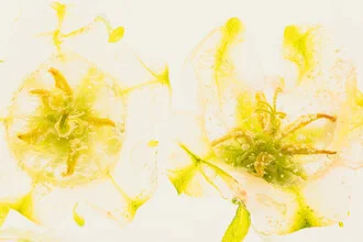 Photo art by Marc Heiligenstein: Bellflowers in crystal clear ice