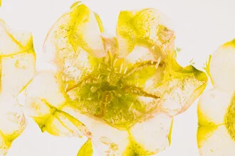 Photo art by Marc Heiligenstein: Bellflower frozen in clear ice