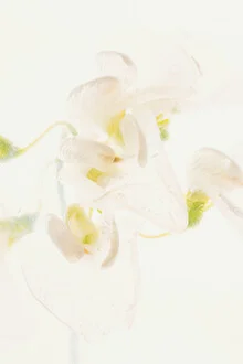 Photo art by Marc Heiligenstein: white vetch in ice, clear and detailed.