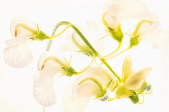 Photo art: white vicia surrounded by clear ice, gentle colors and delicate textures.