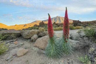 Photo art by Michael Valjak: flowering viper's bugloss in Teide National Park