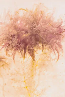 Photo art by Marc Heiligenstein: Love-in-a-mist in crystal clear ice
