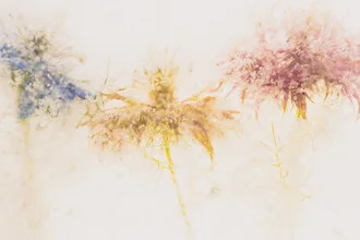 Photo art by Marc Heiligenstein: Love-in-a-mist captured in clear ice.