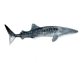 Illustration of a whale shark in the ocean, soft colors and a calm mood