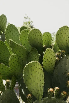 Cactus in the streets of Calabria, surrounded by warm sunlight and gentle shadows.