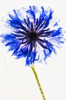 Close-up of a cornflower in ice, soft colors and delicate details