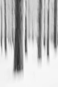 Abstract winter forest photo with soft blue and gray tones