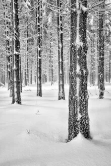Winter forest by Rolf Schnepp: snow-covered fir trees in a calm setting