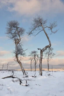 Winter landscape with snow-covered trees in the High Fens