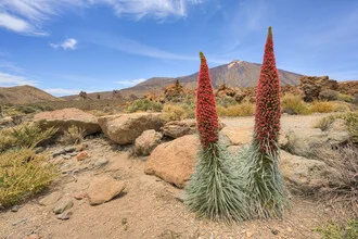 Flowering viper's bugloss in Teide National Park on Tenerife, vibrant colors in nature.