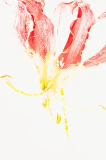 Photo art by Marc Heiligenstein: close-up of a Gloriosa blossom in ice