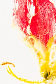 Close-up of a Gloriosa blossom with ice, soft colors and delicate details
