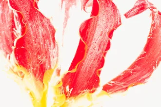 Close-up of a Gloriosa blossom in ice, soft colors and delicate details