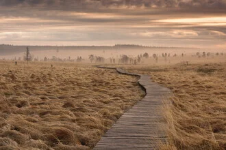 Narrow path through misty Ardennes landscape in Belgium.