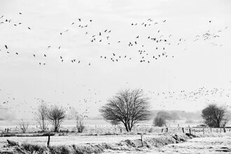 Wandbild von Manuela Deigert: Vogelschwarm fliegt über schneebedeckte Bäume.