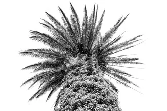 Fotokunst von Photolovers: eine Palmenaufnahme in sanften Schwarz-Weiß-Tönen
