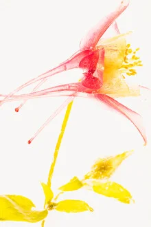 Photo art by Marc Heiligenstein: Columbine blossom in crystal clear ice