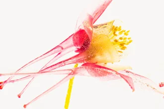 Photo art by Marc Heiligenstein: Columbine in clear ice, soft colors and fine details.