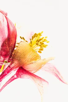 Photo art by Marc Heiligenstein: Columbine in clear ice, soft colors and delicate details.