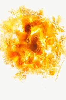 Photo art by Marc Heiligenstein: Kalanchoe flowers preserved in clear ice