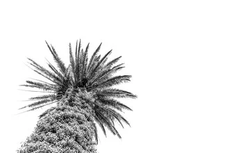 Schwarz-weiß Fotokunst: eine Palme vor sanftem Hintergrund