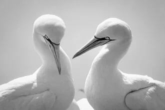 Photo art by Dennis Wehrmann: Northern gannet in natural surroundings, soft colors, calm mood