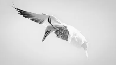 Northern gannet in a calm pose, set against a soft background of gentle colors.