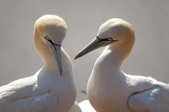 Northern gannet in a calm pose by the water, soft colors and natural details.