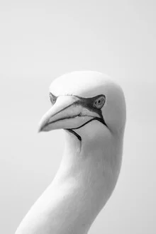 Photo art by Dennis Wehrmann: Northern gannet flying over the North Sea.