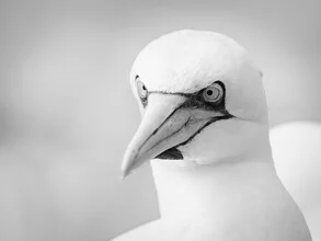 Photo art by Dennis Wehrmann: Northern gannet in soft colors against a clear sky