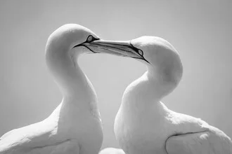 Photo art by Dennis Wehrmann: Northern gannet flying over the Helgoland coast.