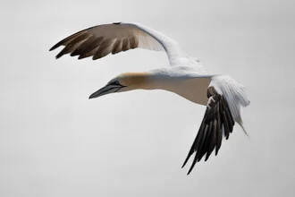 Photo art by Dennis Wehrmann: Northern gannet flying over the Helgoland coast