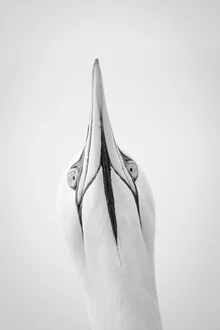 Photo art: Gannet soaring over the ocean, soft colors and a calm atmosphere.