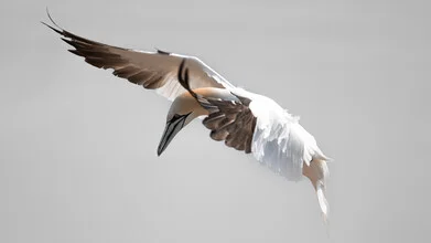 Photo art by Dennis Wehrmann: Northern gannet in flight over the sea, soft colors