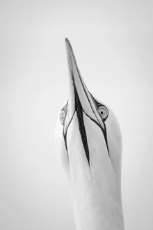 Photo of a northern gannet gliding above the water, warm light on its feathers.