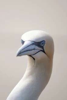 Photo art by Dennis Wehrmann: Northern gannet calmly perched by the sea