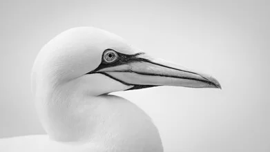 Northern gannet on Helgoland, soft colors and calm mood in nature.