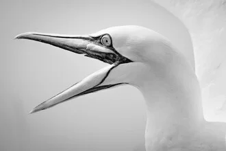 Photo art by Dennis Wehrmann: Northern gannet in natural surroundings